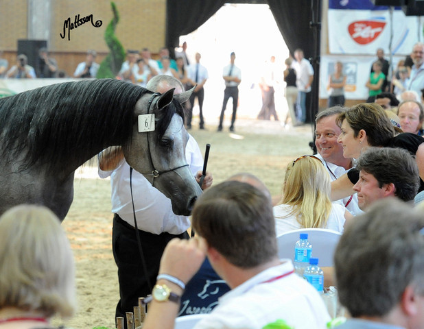 The 2011 Polish National Championships & Pride of Poland Sale