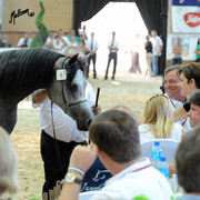 The 2011 Polish National Championships & Pride of Poland Sale