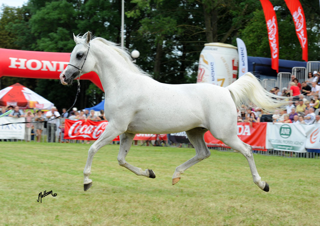 The 2011 Polish National Championships & Pride of Poland Sale