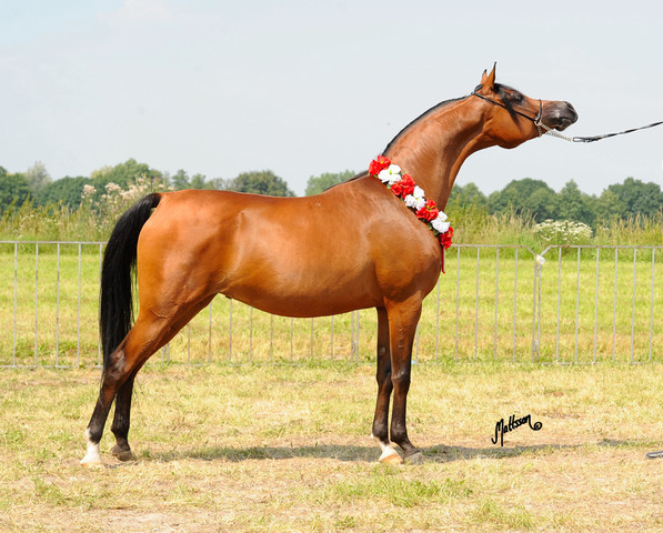 The 2011 Polish National Championships & Pride of Poland Sale