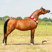 The 2011 Polish National Championships & Pride of Poland Sale