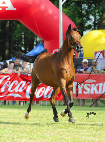 The 2011 Polish National Championships & Pride of Poland Sale