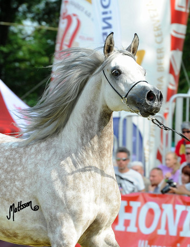 The 2011 Polish National Championships & Pride of Poland Sale