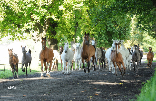 The 2011 Polish National Championships & Pride of Poland Sale