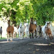 The 2011 Polish National Championships & Pride of Poland Sale