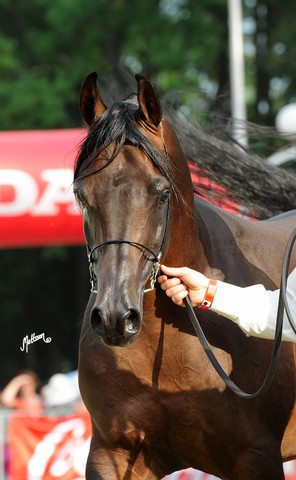 The 2011 Polish National Championships & Pride of Poland Sale