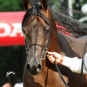 The 2011 Polish National Championships & Pride of Poland Sale