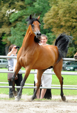 The 2011 Polish National Championships & Pride of Poland Sale