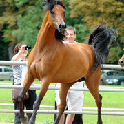 The 2011 Polish National Championships & Pride of Poland Sale