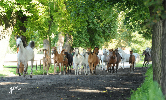 The 2011 Polish National Championships & Pride of Poland Sale