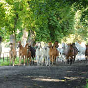 The 2011 Polish National Championships & Pride of Poland Sale