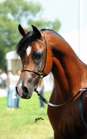 The 2011 Polish National Championships & Pride of Poland Sale