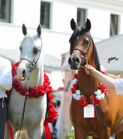 The 2011 Polish National Championships & Pride of Poland Sale