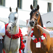 The 2011 Polish National Championships & Pride of Poland Sale