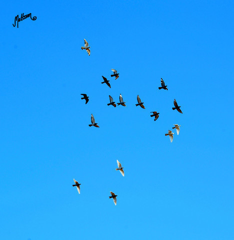 The 2011 Polish National Championships & Pride of Poland Sale