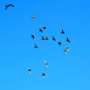 The 2011 Polish National Championships & Pride of Poland Sale