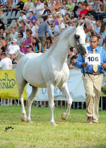 The 2011 Polish National Championships & Pride of Poland Sale