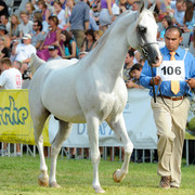 The 2011 Polish National Championships & Pride of Poland Sale