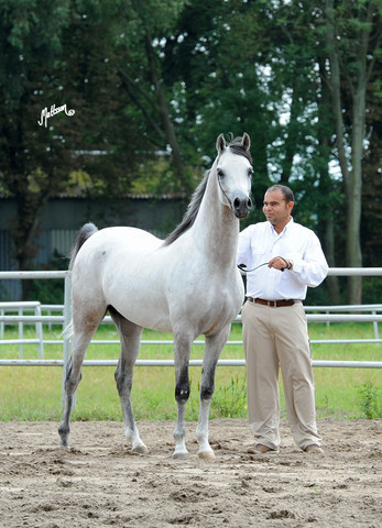 The 2011 Polish National Championships & Pride of Poland Sale