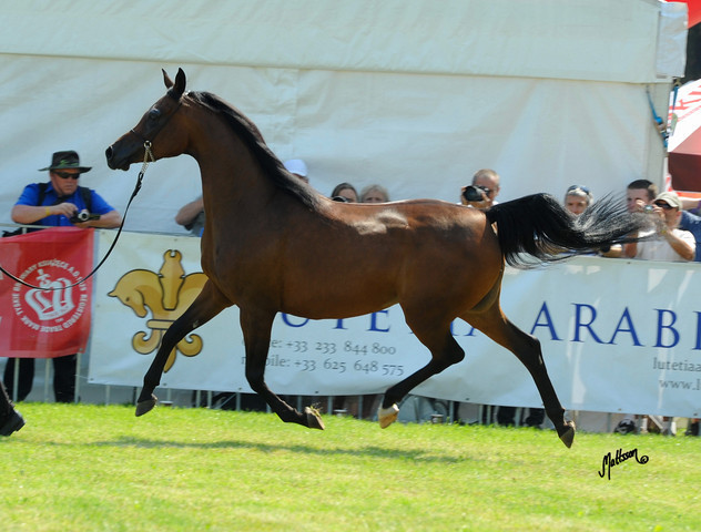 The 2011 Polish National Championships & Pride of Poland Sale