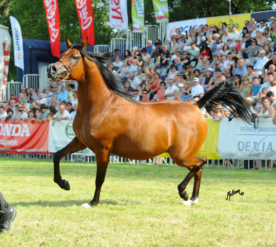 The 2011 Polish National Championships & Pride of Poland Sale