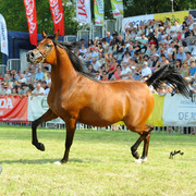 The 2011 Polish National Championships & Pride of Poland Sale