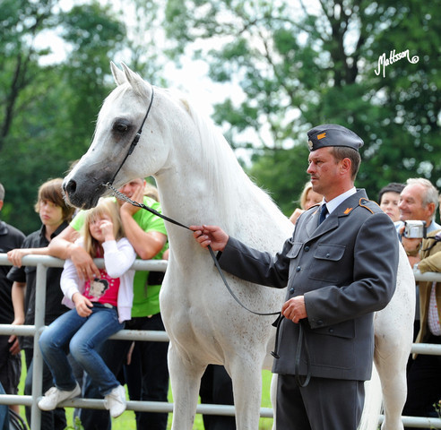 The 2011 Polish National Championships & Pride of Poland Sale