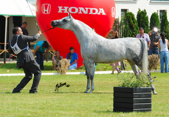 The 2011 Polish National Championships & Pride of Poland Sale