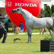 The 2011 Polish National Championships & Pride of Poland Sale