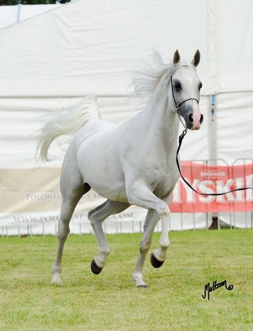 The 2011 Polish National Championships & Pride of Poland Sale