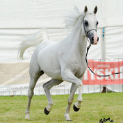 The 2011 Polish National Championships & Pride of Poland Sale