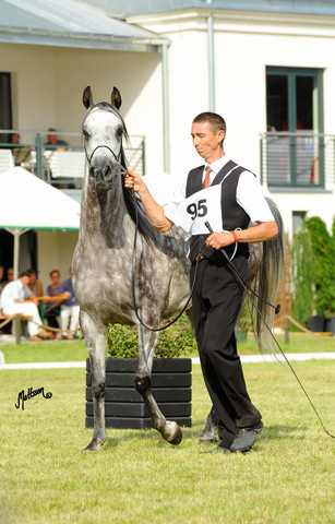 The 2011 Polish National Championships & Pride of Poland Sale