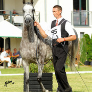 The 2011 Polish National Championships & Pride of Poland Sale