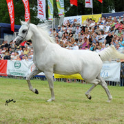 The 2011 Polish National Championships & Pride of Poland Sale