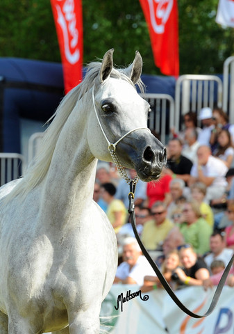 The 2011 Polish National Championships & Pride of Poland Sale
