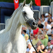 The 2011 Polish National Championships & Pride of Poland Sale