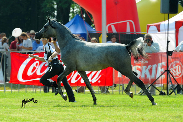 The 2011 Polish National Championships & Pride of Poland Sale