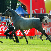 The 2011 Polish National Championships & Pride of Poland Sale