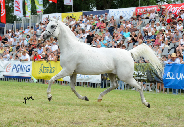 The 2011 Polish National Championships & Pride of Poland Sale