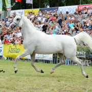 The 2011 Polish National Championships & Pride of Poland Sale