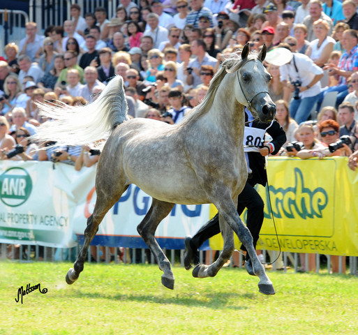 The 2011 Polish National Championships & Pride of Poland Sale