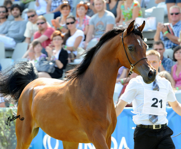The 2011 Polish National Championships & Pride of Poland Sale