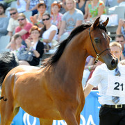 The 2011 Polish National Championships & Pride of Poland Sale
