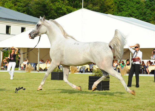 The 2011 Polish National Championships & Pride of Poland Sale