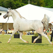 The 2011 Polish National Championships & Pride of Poland Sale