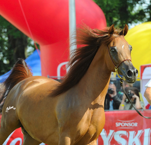 The 2011 Polish National Championships & Pride of Poland Sale