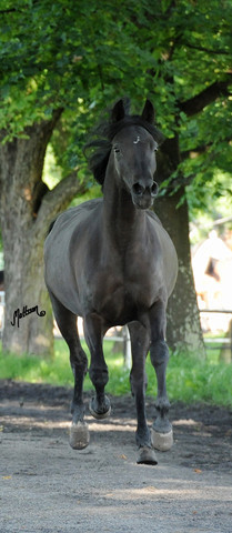 The 2011 Polish National Championships & Pride of Poland Sale
