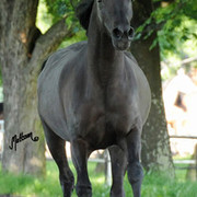 The 2011 Polish National Championships & Pride of Poland Sale