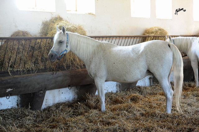 The 2011 Polish National Championships & Pride of Poland Sale