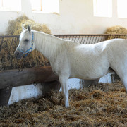 The 2011 Polish National Championships & Pride of Poland Sale